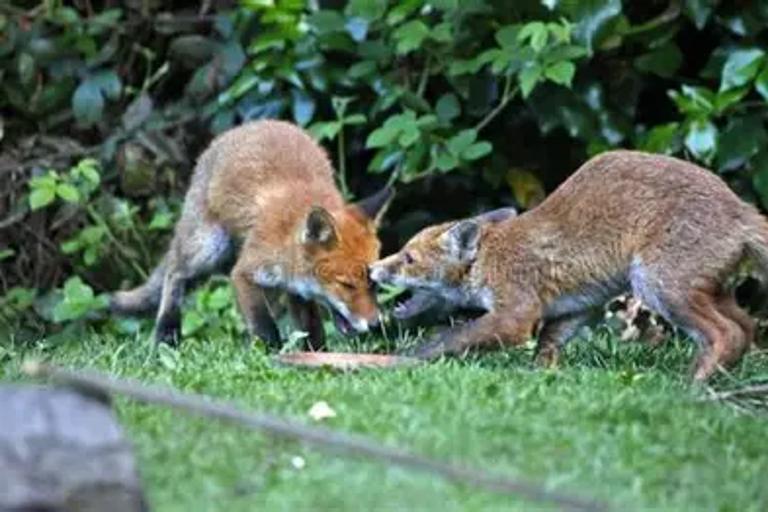 Un nouveau plan cantonal pour protéger la biodiversité